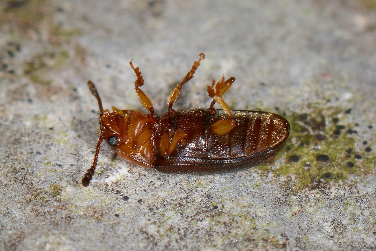 Erotylidae: Triplax lacordairii? S.